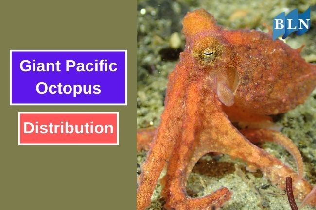 The Fascinating Distribution of Giant Pacific Octopus 